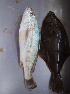 イシモチの釣果