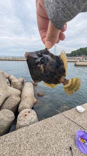 カワハギの釣果