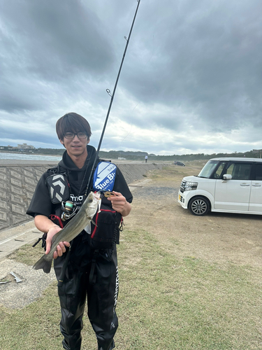 スズキの釣果