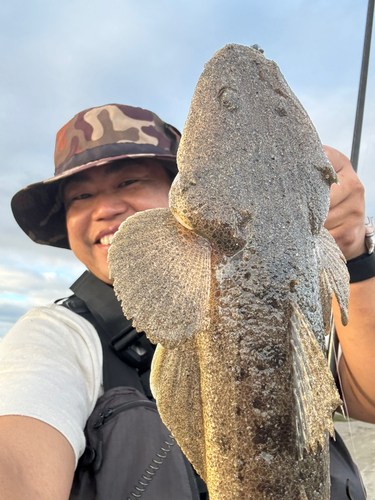 マゴチの釣果