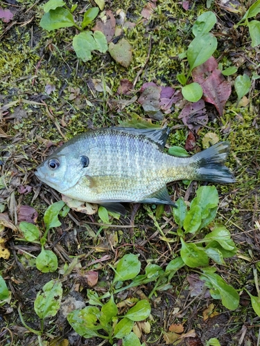 ブルーギルの釣果