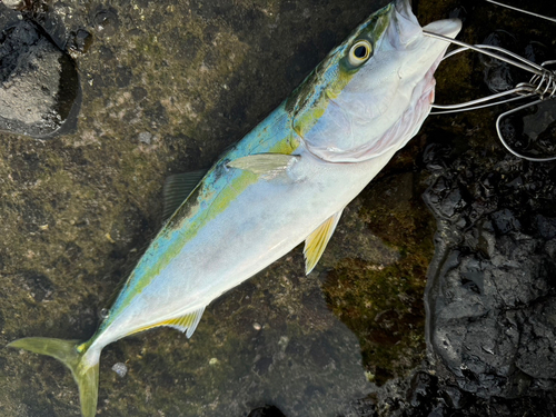 イナダの釣果