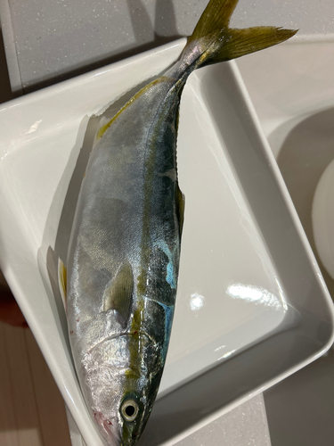 イナダの釣果