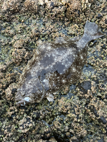 ヒラメの釣果