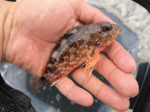 アラカブの釣果