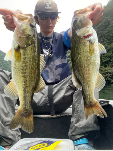 ブラックバスの釣果