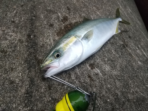 ワカシの釣果