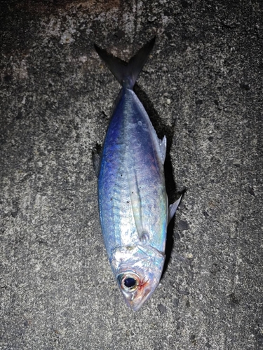 メアジの釣果