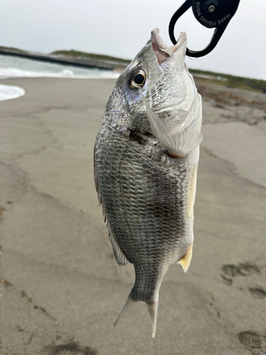 キチヌの釣果