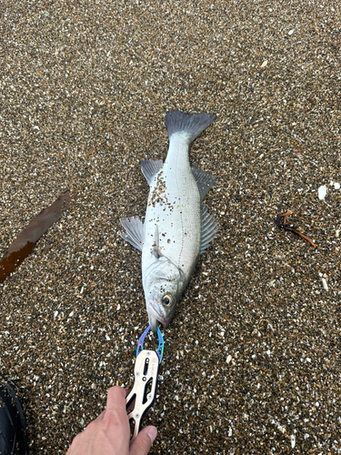 スズキの釣果