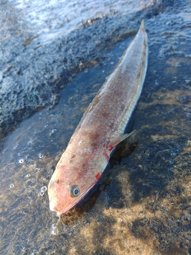 エソの釣果