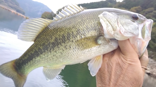 ラージマウスバスの釣果