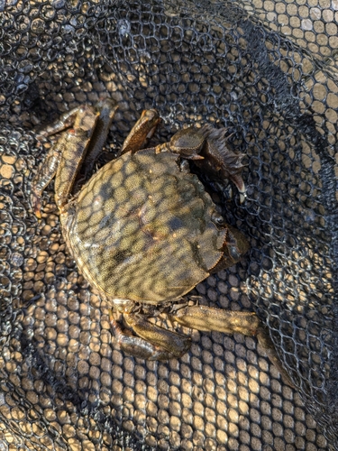 モクズガニの釣果