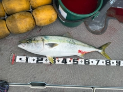 ブリの釣果