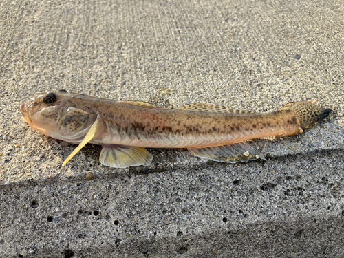 マハゼの釣果