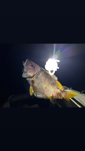 シブダイの釣果