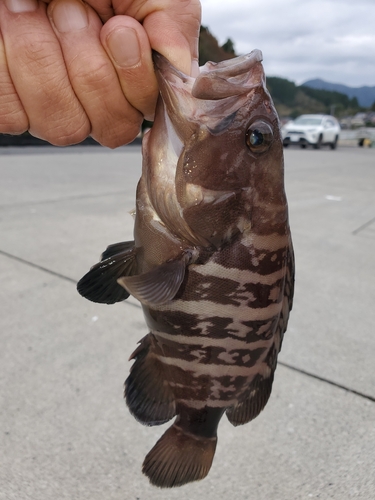 マハタの釣果