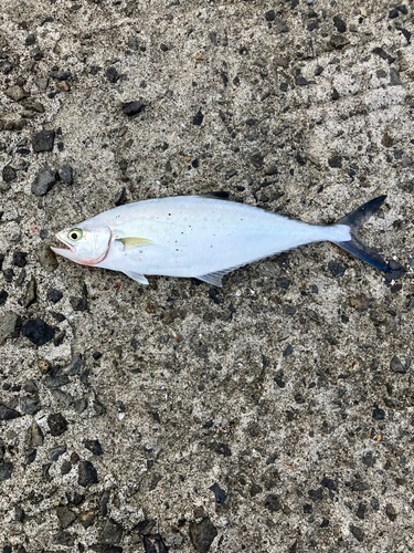 イケカツオの釣果