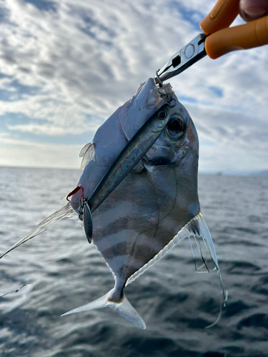 イトヒキアジの釣果