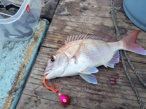 マダイの釣果