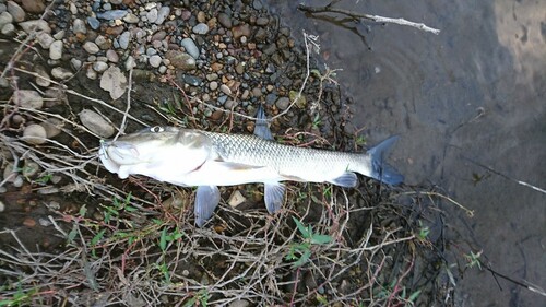 ニゴイの釣果