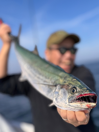 サワラの釣果