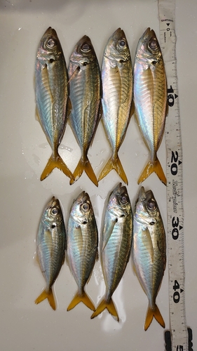 アジの釣果