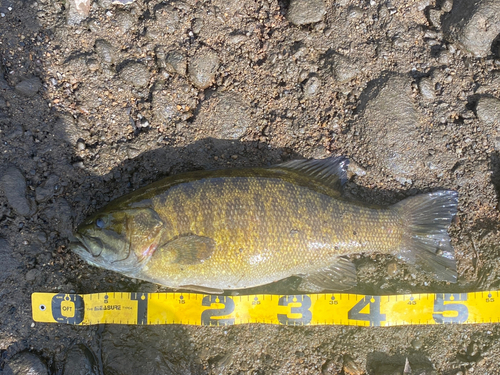 スモールマウスバスの釣果