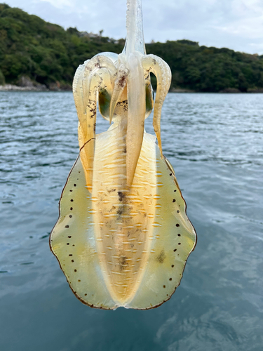 アオリイカの釣果