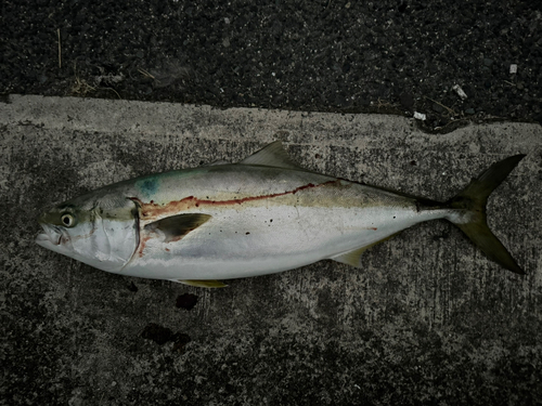 ブリの釣果