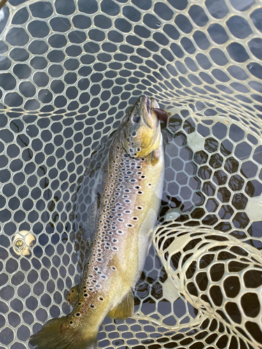 ブラウントラウトの釣果