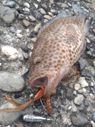 オオモンハタの釣果