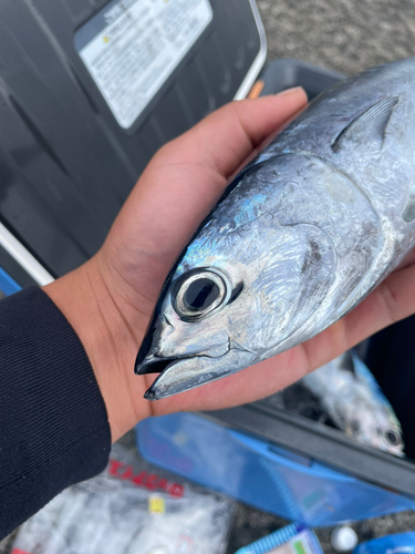 ソウダガツオの釣果