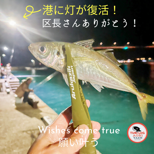 アジの釣果