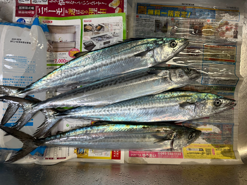 サゴシの釣果