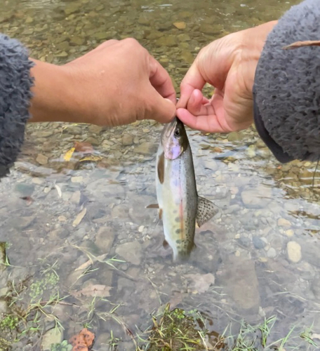 ニジマスの釣果