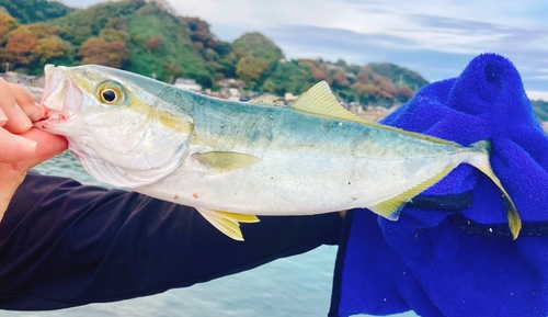 ワカシの釣果