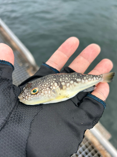 マフグの釣果