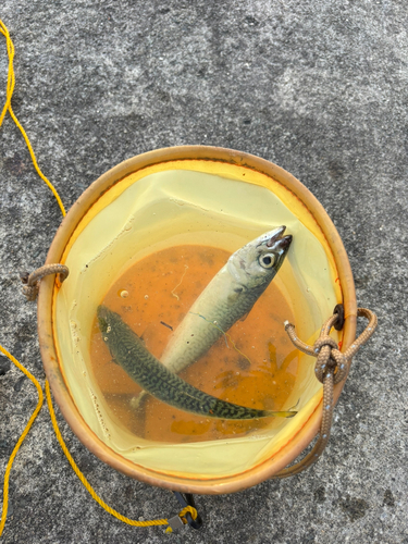 サバの釣果