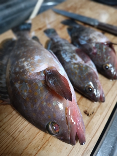 アコウの釣果