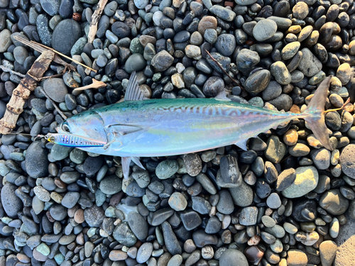 マルソウダの釣果