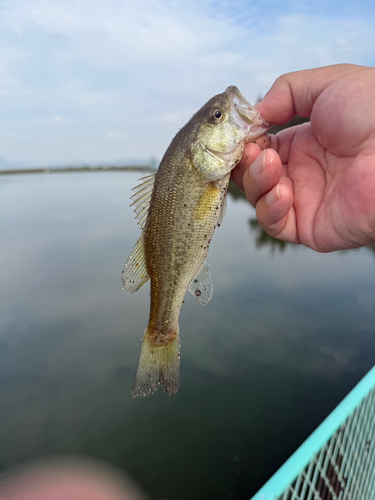 ラージマウスバスの釣果