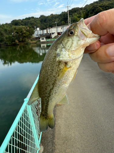 ラージマウスバスの釣果