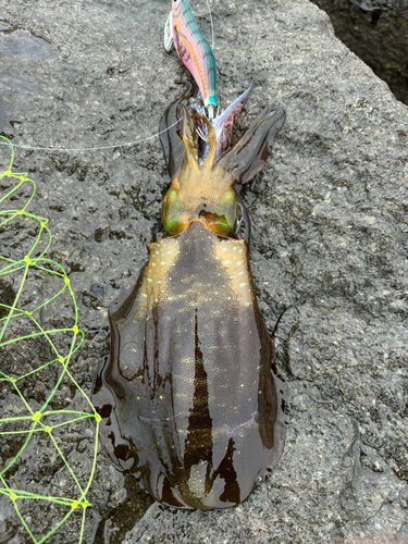 アオリイカの釣果