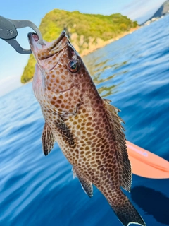 オオモンハタの釣果