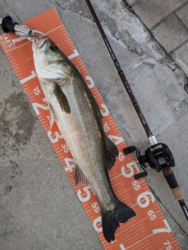 シーバスの釣果