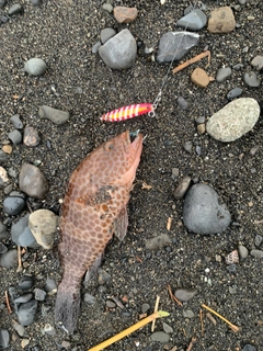 オオモンハタの釣果