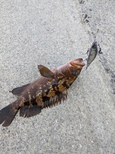 アコウの釣果