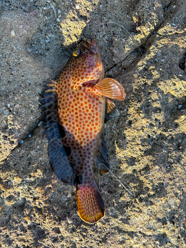 オオモンハタの釣果