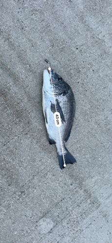 クロダイの釣果